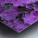 Azalea Medley Metal print