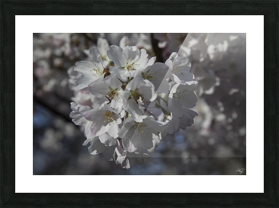 Spring has Sprung Picture Frame print