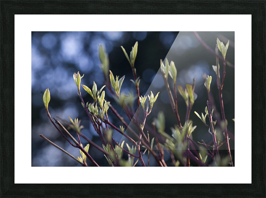 Tips at Twilight Picture Frame print
