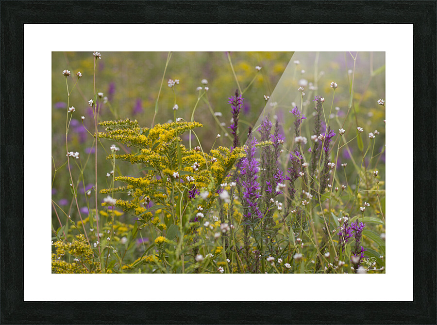 Spring Meadow Picture Frame print