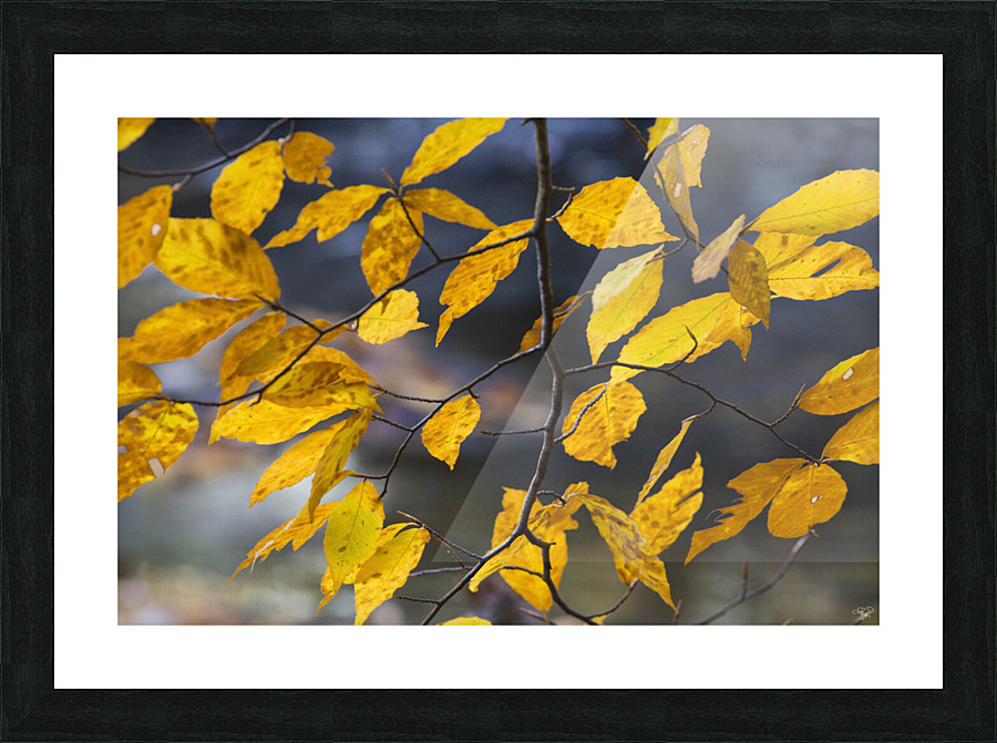 Autumn Memory Picture Frame print