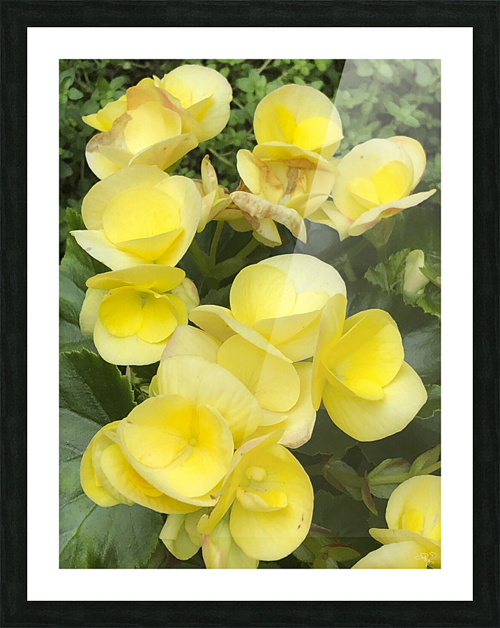 Yellow Begonias Picture Frame print