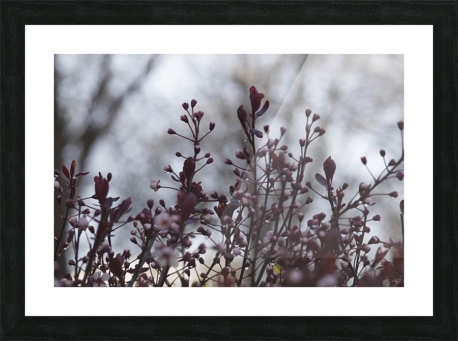 Sand Cherry Bonanza Picture Frame print