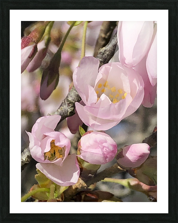 Spring Blossom Boom Picture Frame print