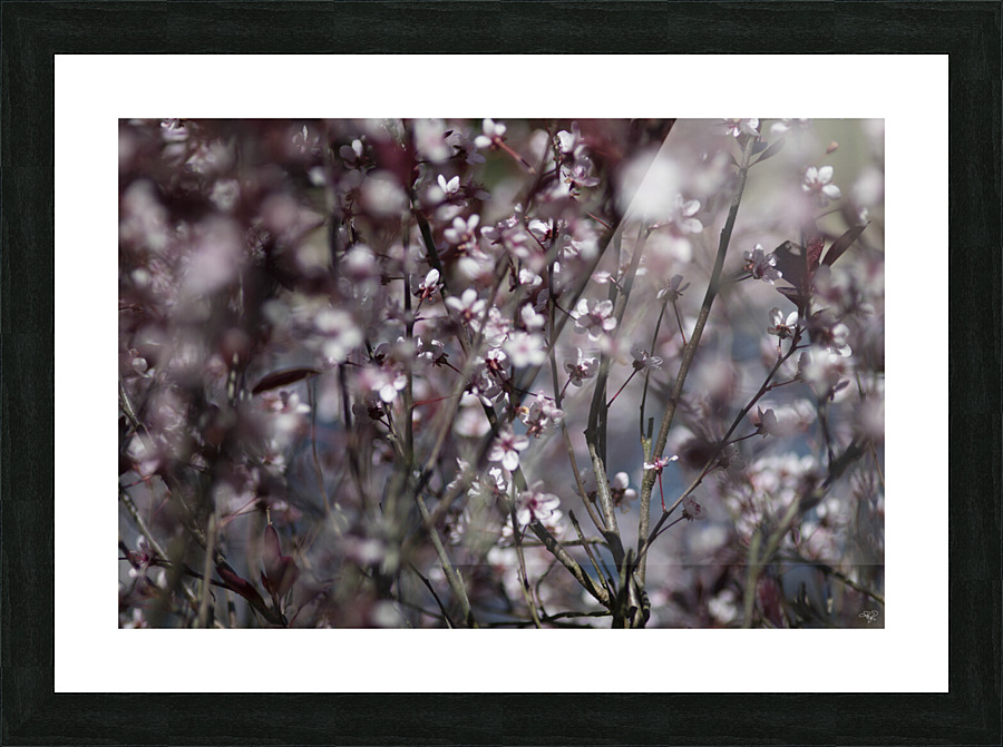 Sand Cherry Blossoms Picture Frame print