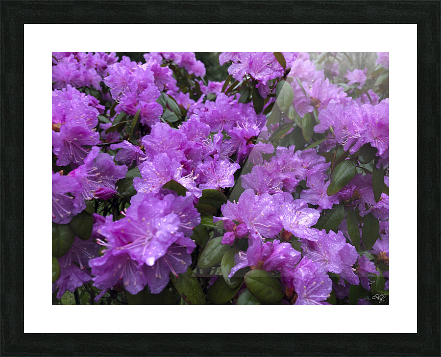 Azalea Medley Picture Frame print