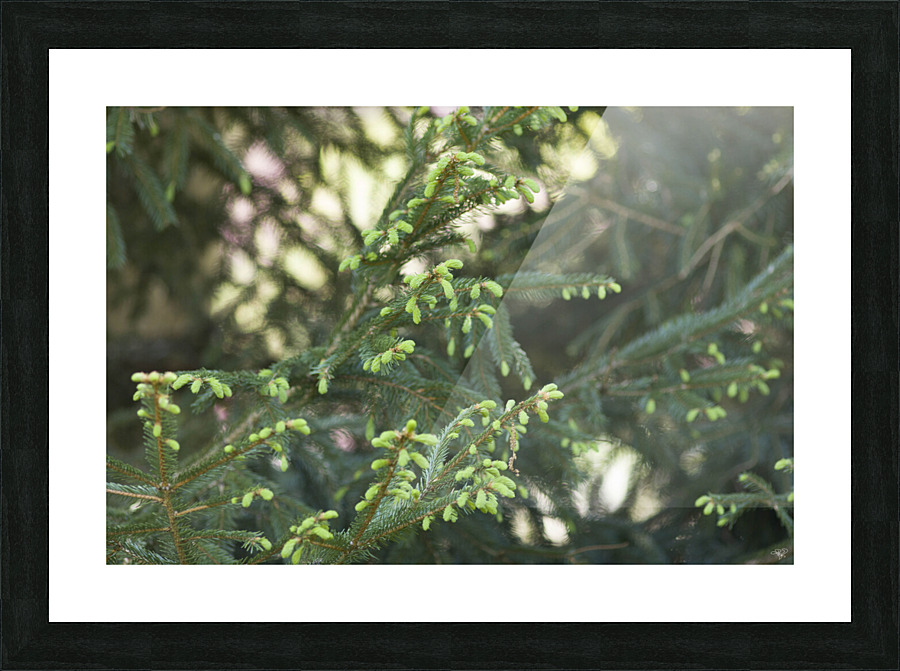 Evergreen Blossoms Picture Frame print