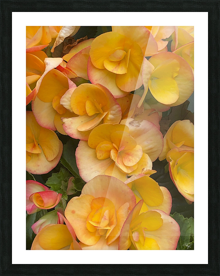 Orange Begonias Picture Frame print