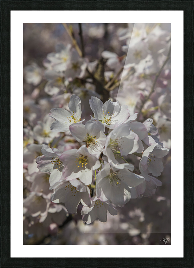 Spring Blossoms Picture Frame print