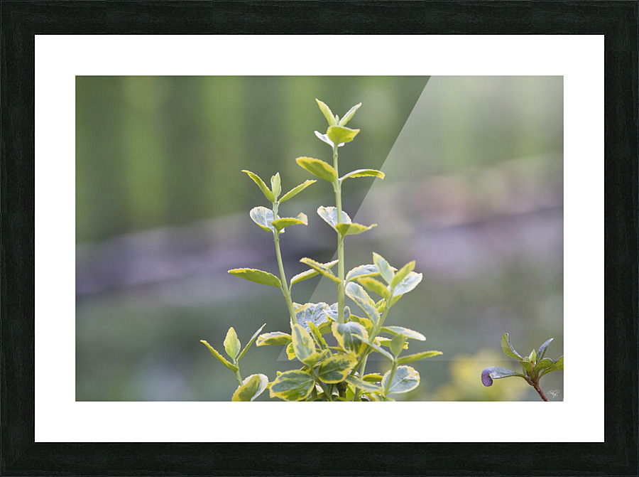 Life Returns Picture Frame print