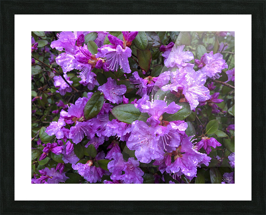 Spring Azaleas Picture Frame print