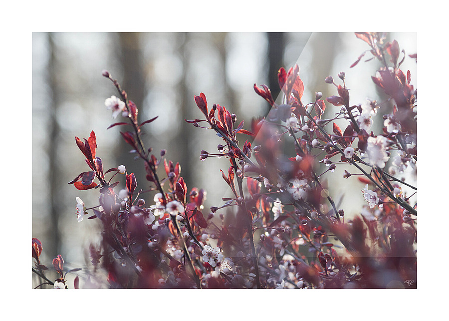 Reds in Spring Picture Frame print