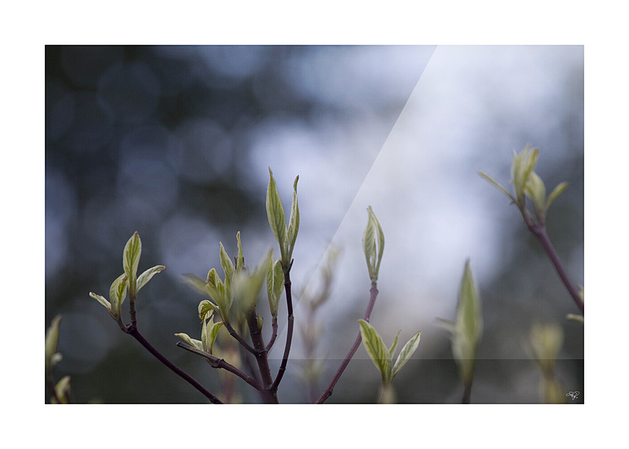Something is Alive  Picture Frame print