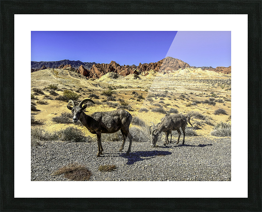 Desert Denizens Picture Frame print