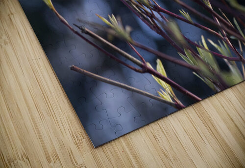 Tips at Twilight THOMAS PATRICK KENNEDY puzzle