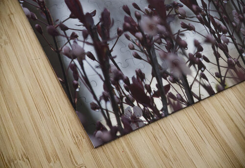 Sand Cherry Bonanza THOMAS PATRICK KENNEDY puzzle