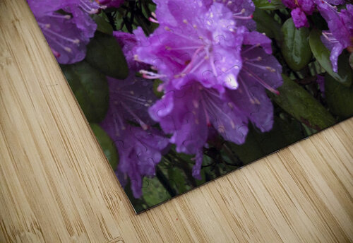 Azalea Medley THOMAS PATRICK KENNEDY puzzle