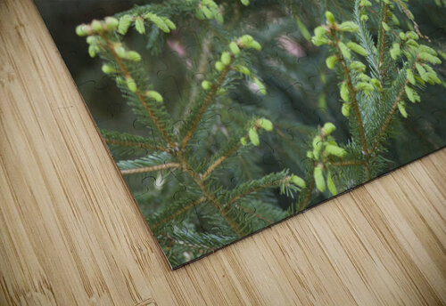 Evergreen Blossoms THOMAS PATRICK KENNEDY puzzle