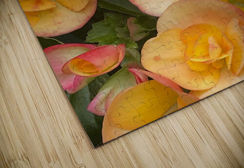 Orange Begonias THOMAS PATRICK KENNEDY puzzle