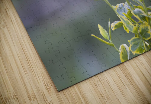 Life Returns THOMAS PATRICK KENNEDY puzzle