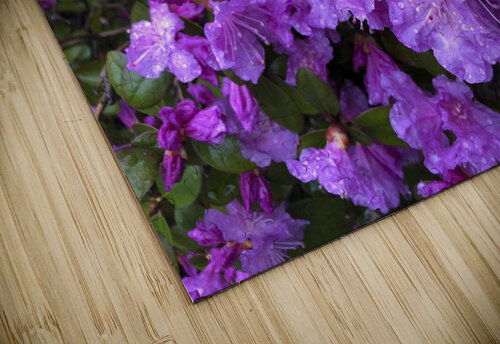 Spring Azaleas THOMAS PATRICK KENNEDY puzzle