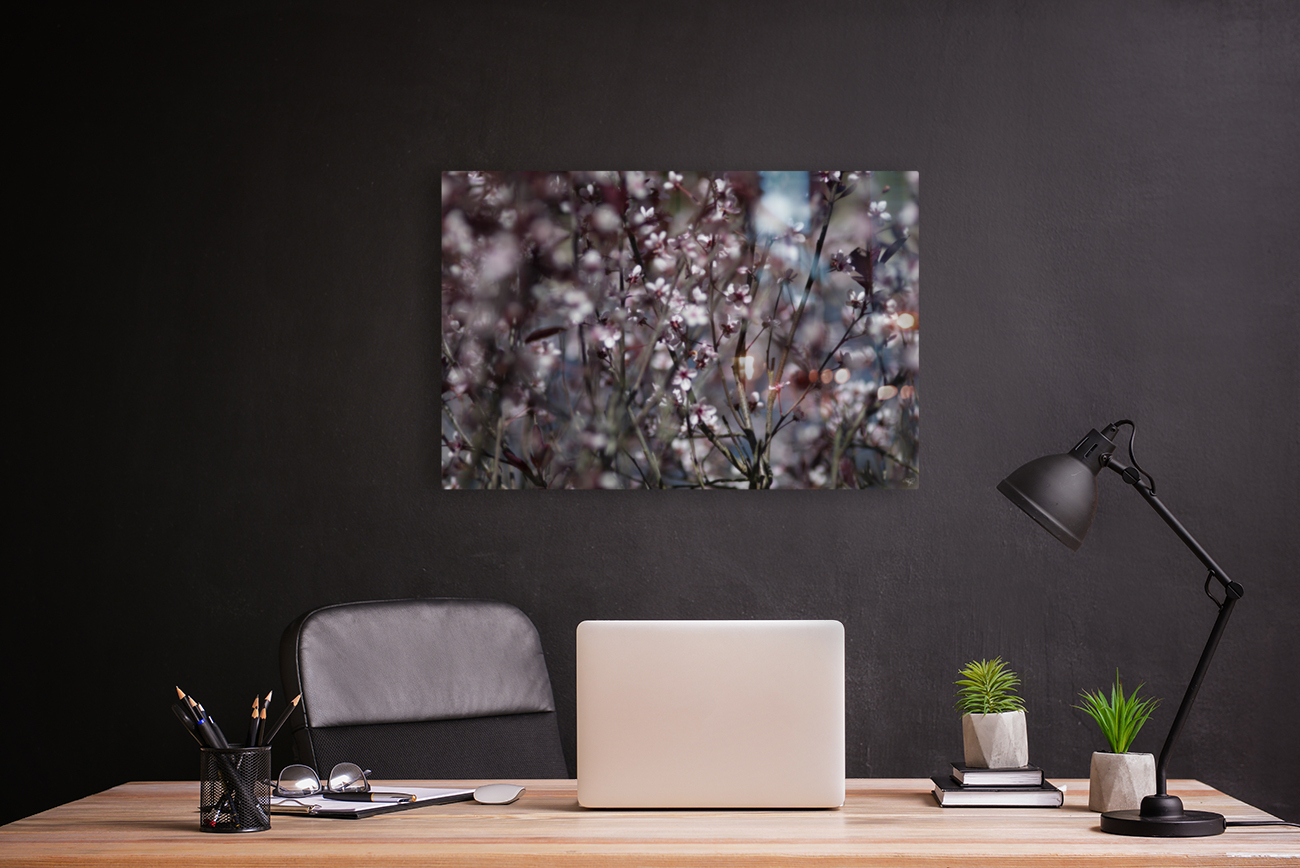 Sand Cherry Blossoms Reproduction