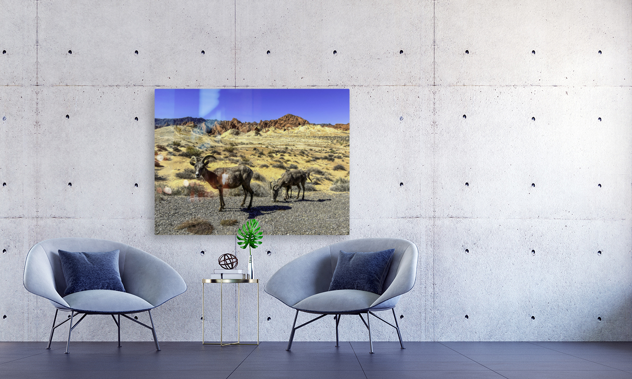 Desert Denizens Reproduction