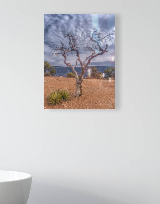 Grand Canyon Treeincarnation by THOMAS PATRICK KENNEDY