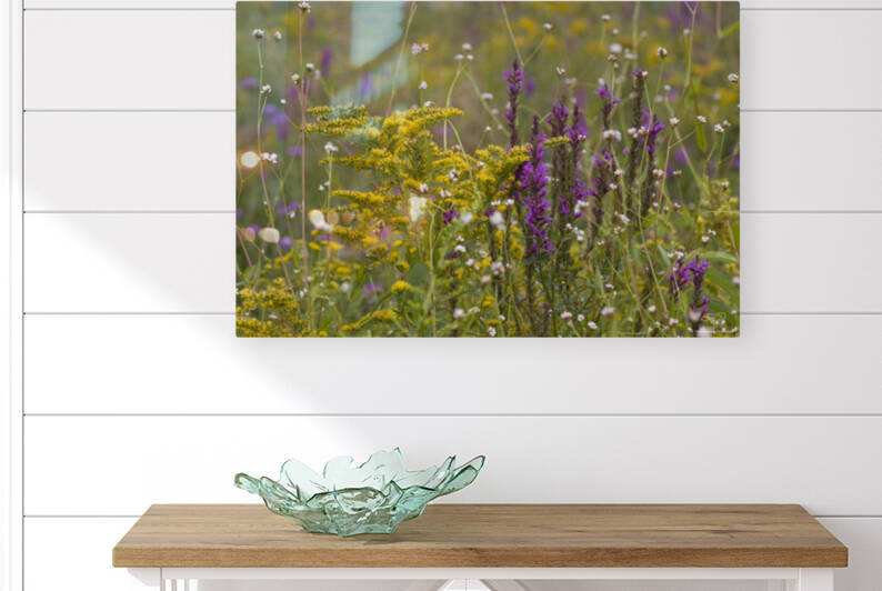 Spring Meadow by THOMAS PATRICK KENNEDY