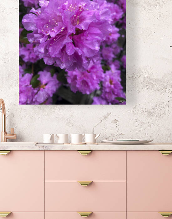 Azalea Beauty by THOMAS PATRICK KENNEDY