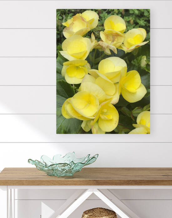 Yellow Begonias by THOMAS PATRICK KENNEDY