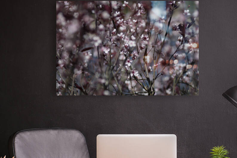 Sand Cherry Blossoms by THOMAS PATRICK KENNEDY
