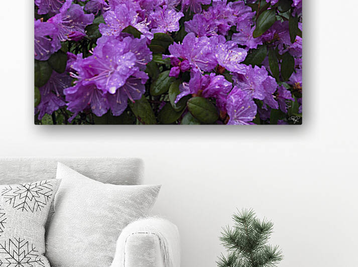 Azalea Medley by THOMAS PATRICK KENNEDY