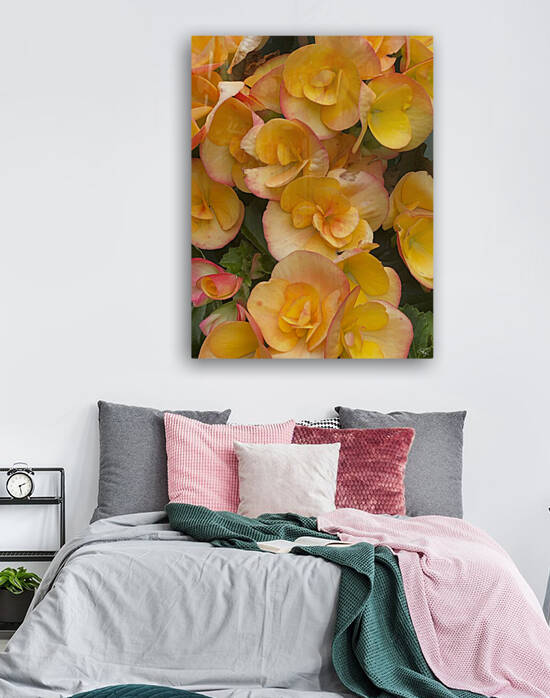 Orange Begonias by THOMAS PATRICK KENNEDY