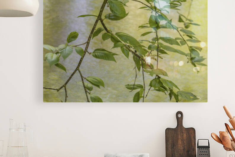 A Lazy Wooded Stream by THOMAS PATRICK KENNEDY