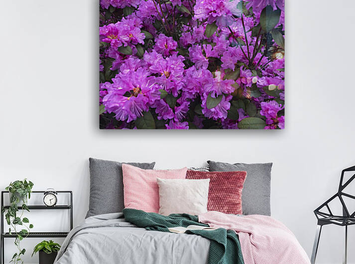 Azaleas in Bloom by THOMAS PATRICK KENNEDY