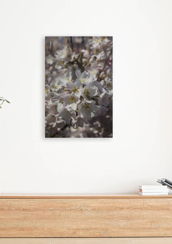 Spring Blossoms by THOMAS PATRICK KENNEDY