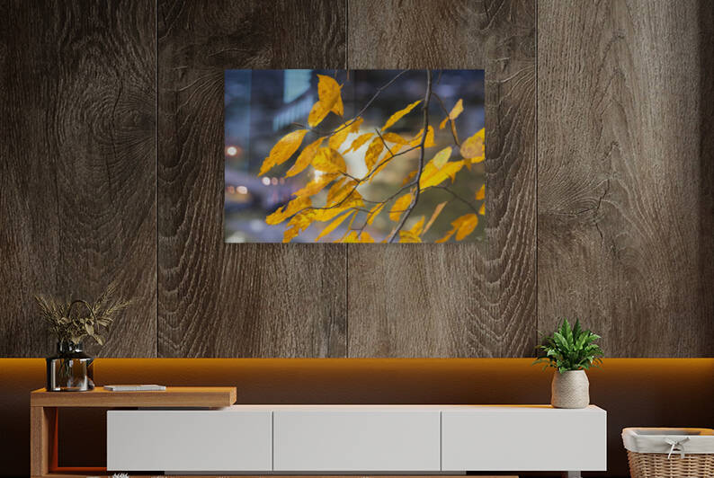 Autumn Lighjt on Leaves by THOMAS PATRICK KENNEDY