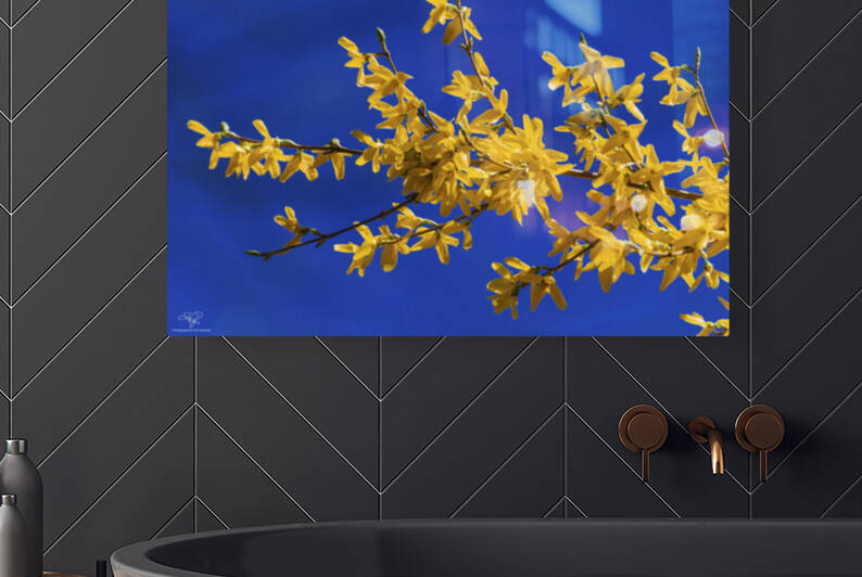Forsythias in Blue by THOMAS PATRICK KENNEDY