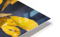 Autumn Memory HD Metal print