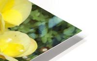 Yellow Begonias HD Metal print