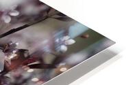 Sand Cherry Blossoms HD Metal print