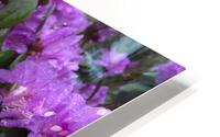 Azalea Medley HD Metal print
