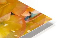 Orange Begonias HD Metal print