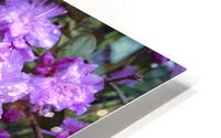 Spring Azaleas HD Metal print