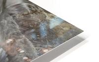 Winter Popsicle HD Metal print