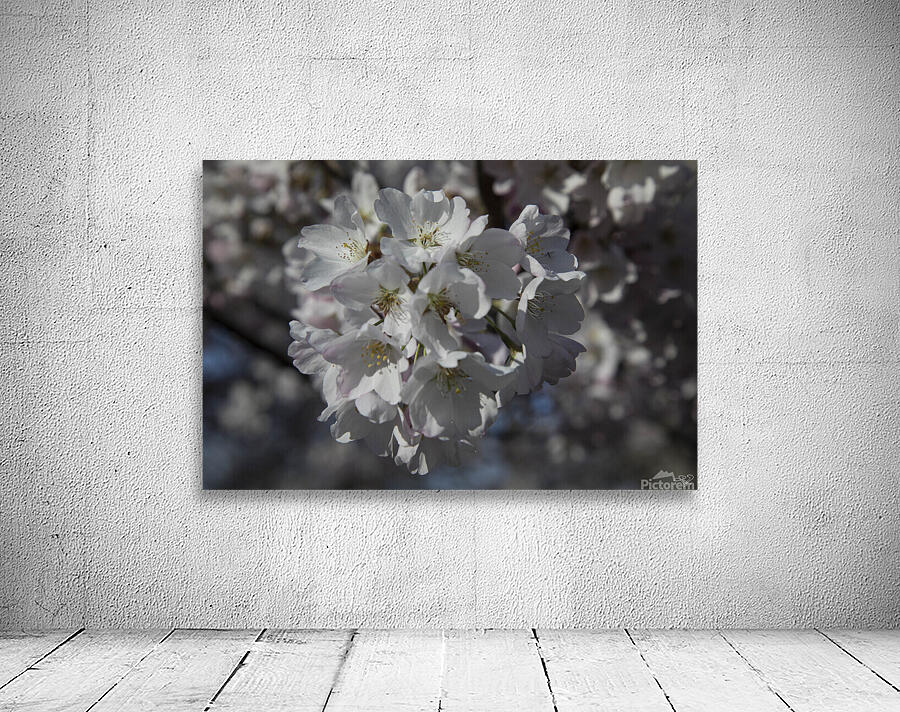 Spring has Sprung Wall Preview