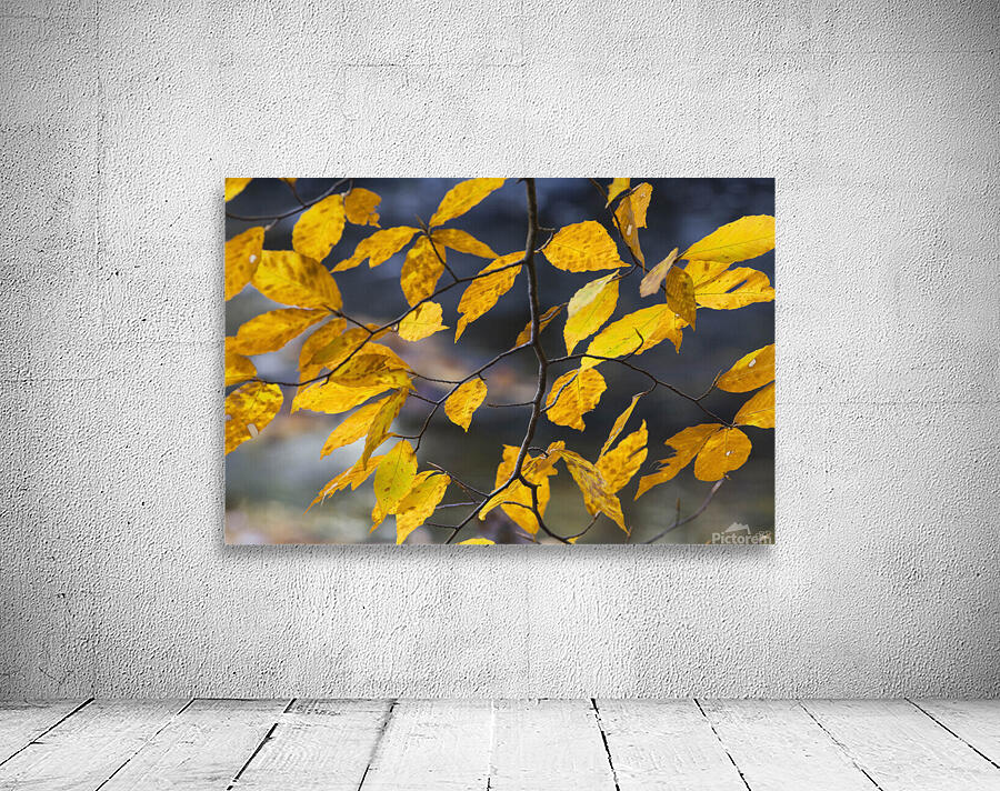 Autumn Memory Wall Preview
