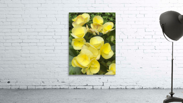 Yellow Begonias Wall Preview