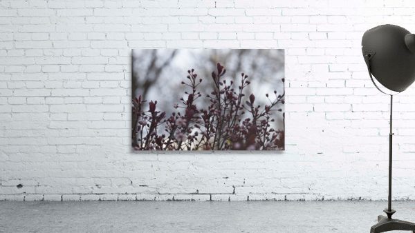Sand Cherry Bonanza Wall Preview